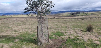 Paddock Tree Progression